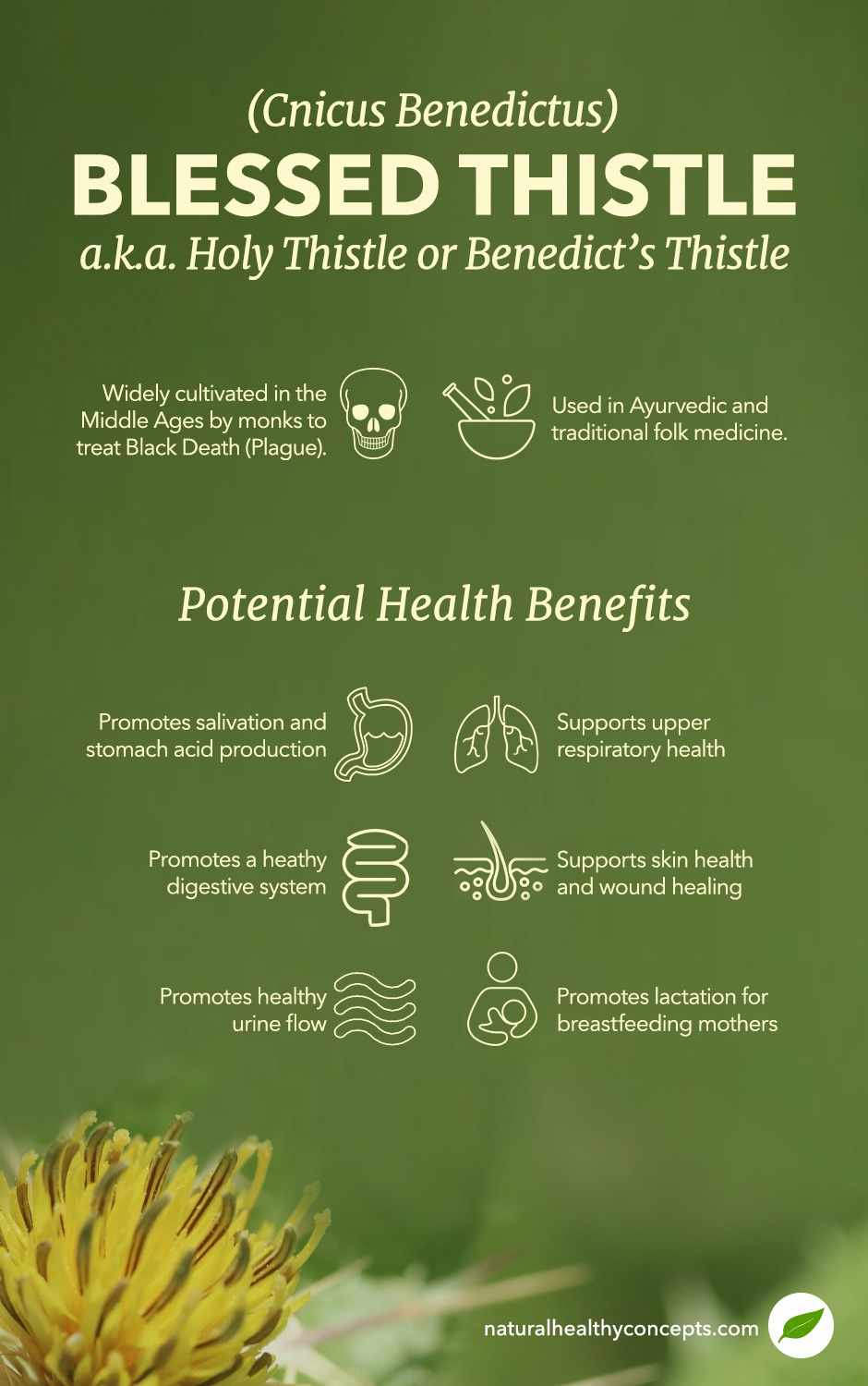 blessed thistle infographic