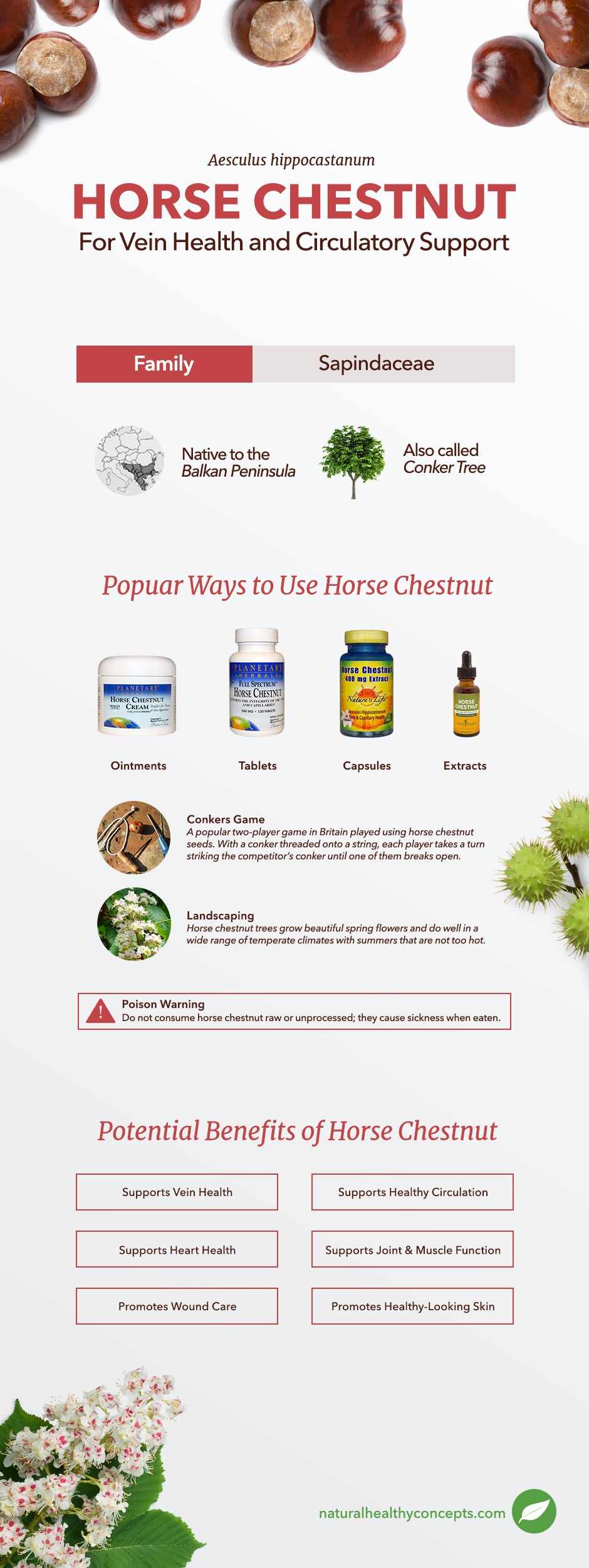 horse chestnut infographic