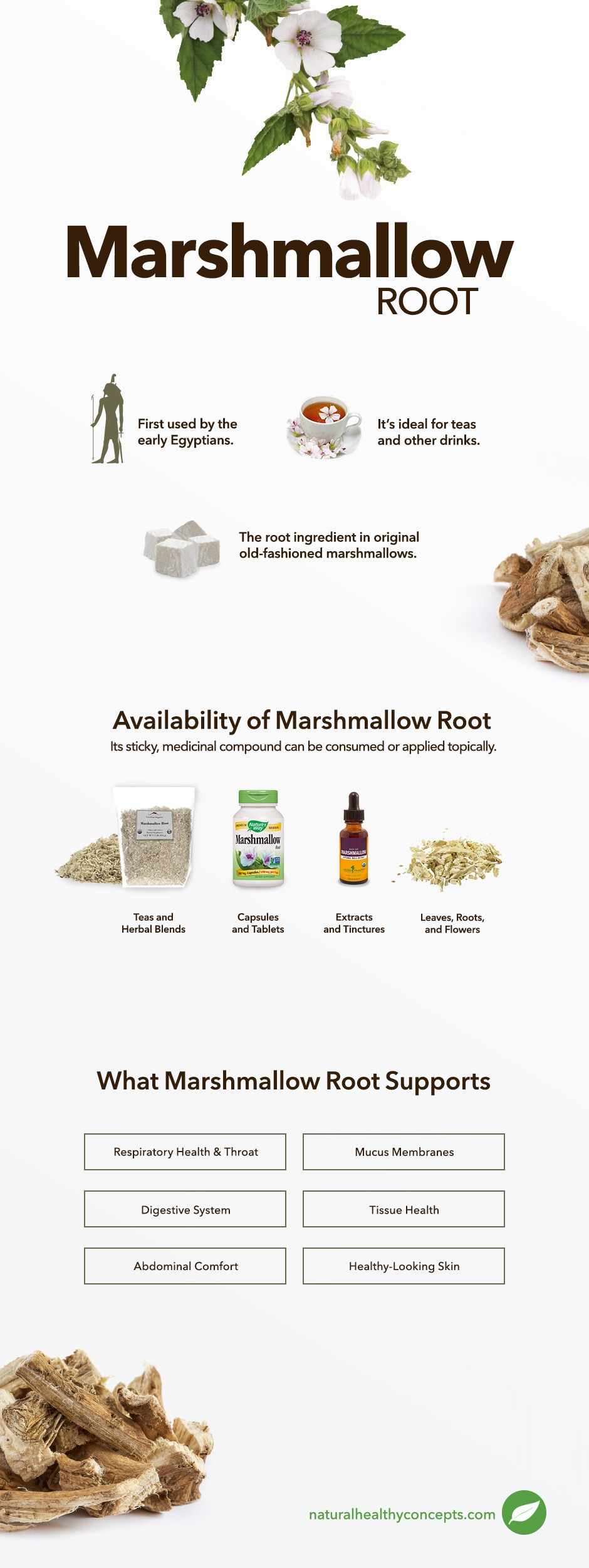 marshmallow root infographic