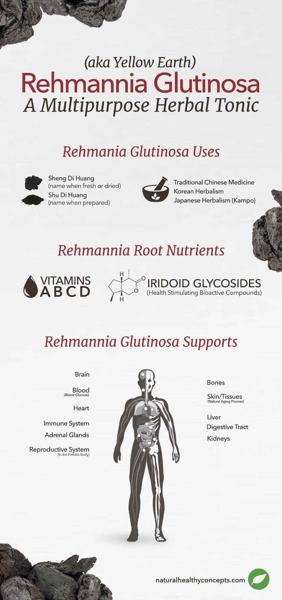 rehmannia infographic